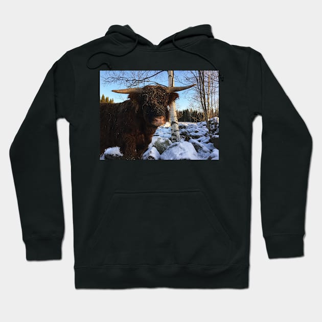 Scottish Highland Cattle Bull 2259 Hoodie by SaarelaHighland